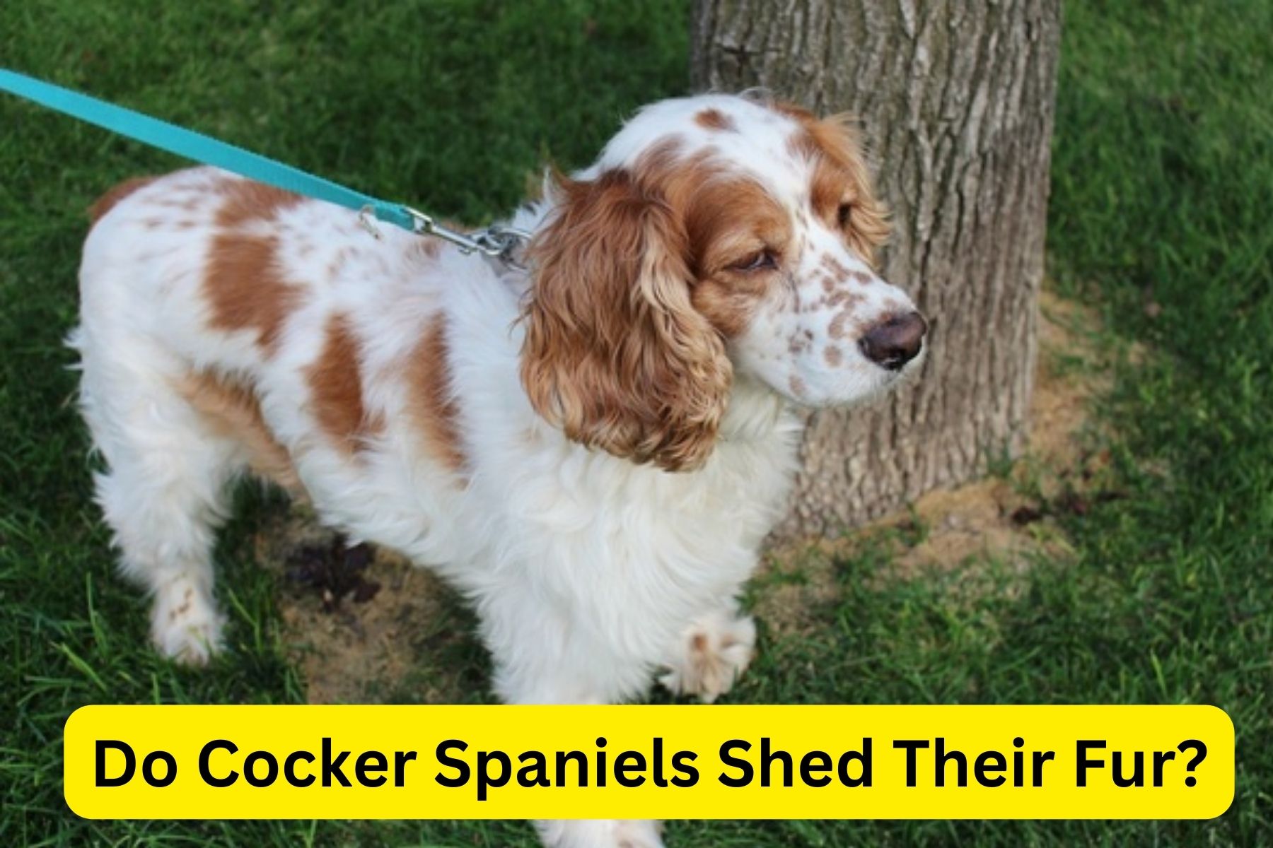 Cocker Spaniels Shed Their Fur