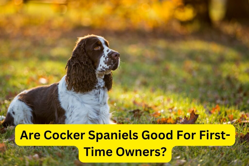 Are Cocker Spaniels Good For First Time Owners